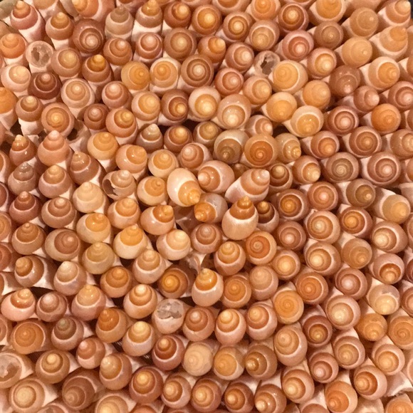 Vintage summer sea shell clutch - Picture 6 of 7